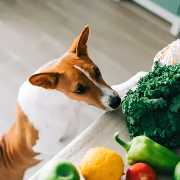 Vegetarian Diets for Dogs