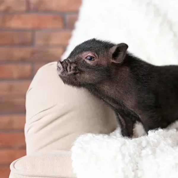 Veterinary Care for Mini-Pigs