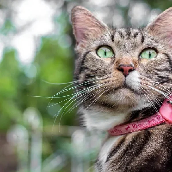 Veterinary Therapies - Combining Therapies