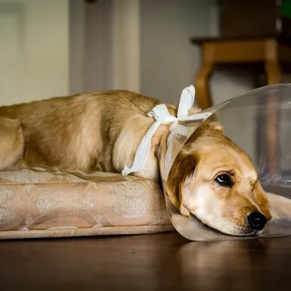 Visceral Vascular Tumors - Hemangioma and Hemangiosarcoma