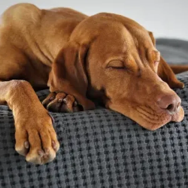 Vitamin D Poisoning in Dogs