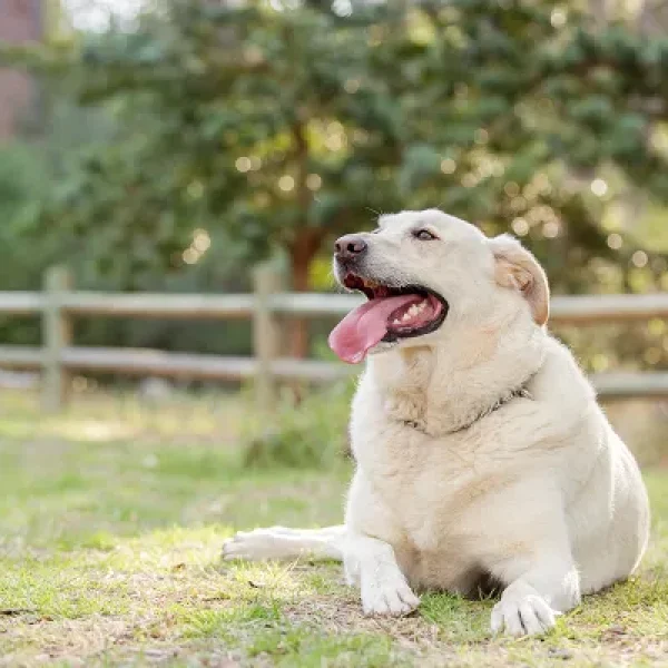 Weight Management for Pets with Activity Restrictions