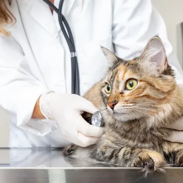 Wellness Testing for Senior Cats
