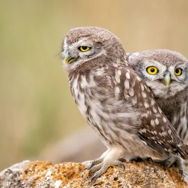 West Nile Virus in Birds