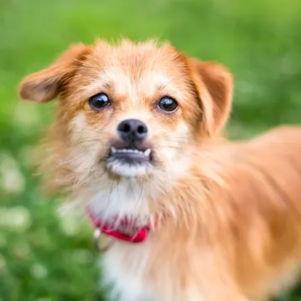 What You Can do for a Dog with Misalignment of Teeth (Malocclusion)