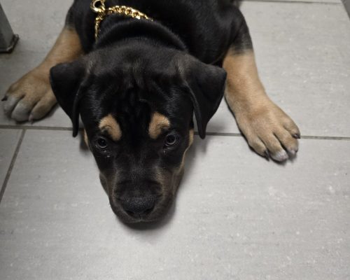 WhatsApp Image 2024-09-21 at 21.31.39