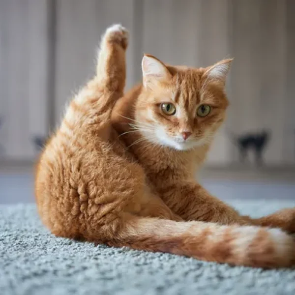 Why Cats Lick Their Privates