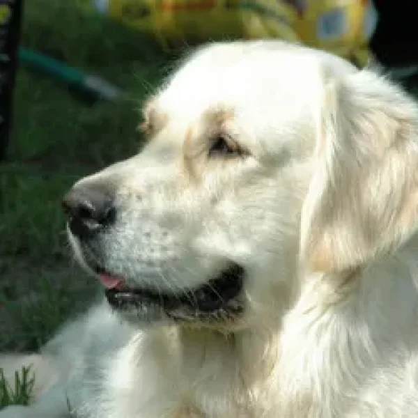 Why Do Dogs Have Whiskers