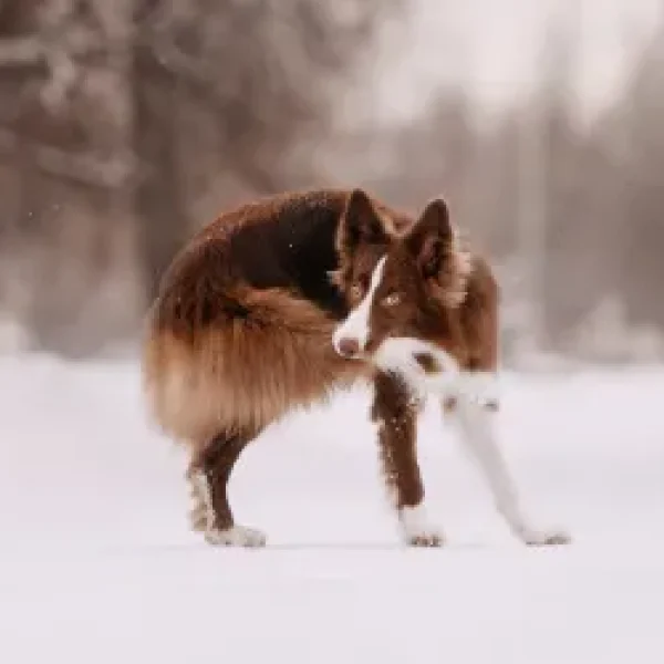 Why Dogs Chase Their Tails