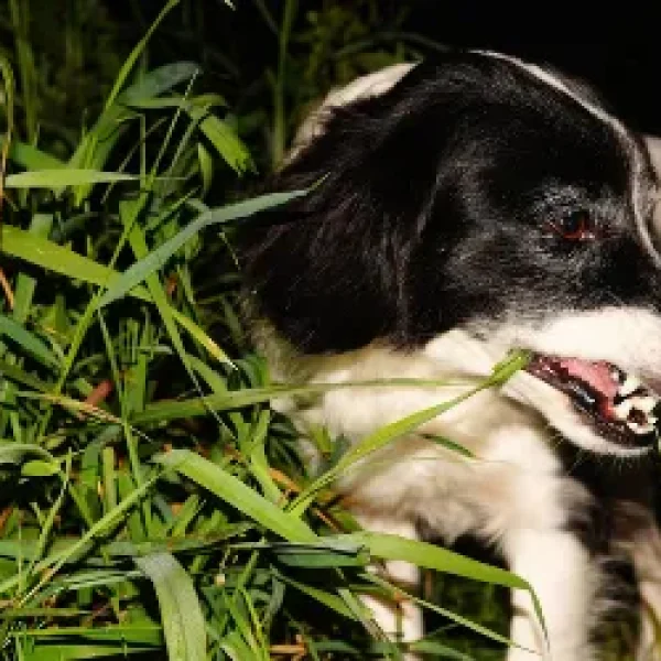 Why Dogs Eat Grass