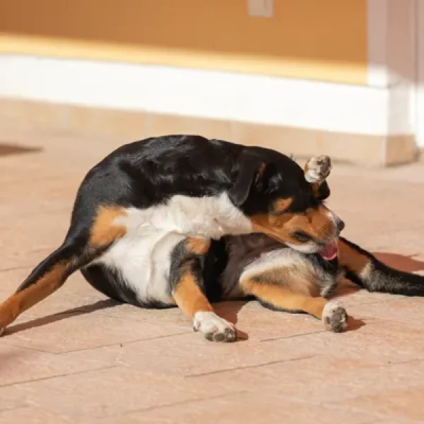 Why Dogs Lick Their Privates