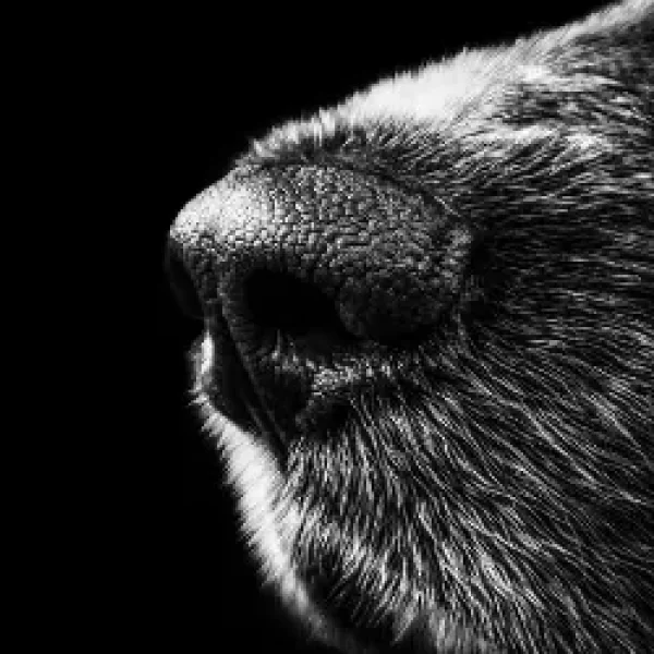 Why Dogs Sniff Rear Ends