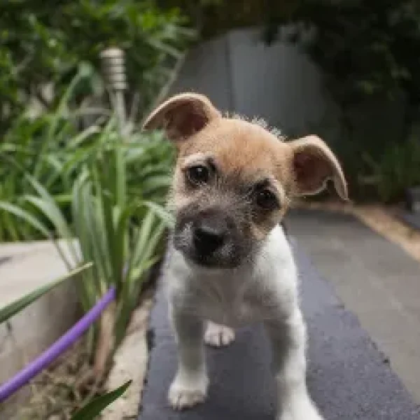 Why Dogs Tilt Their Heads
