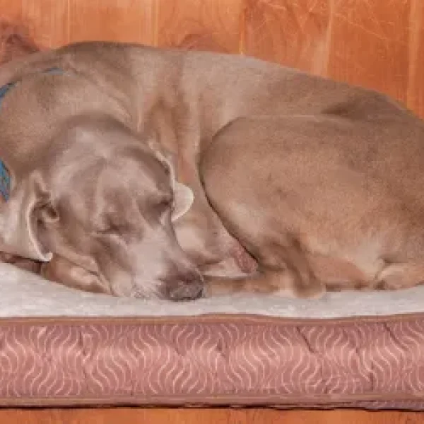 Why Dogs Turn Around Before Lying Down