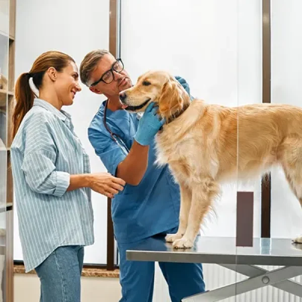 Why Preventive Healthcare is Important for Dogs