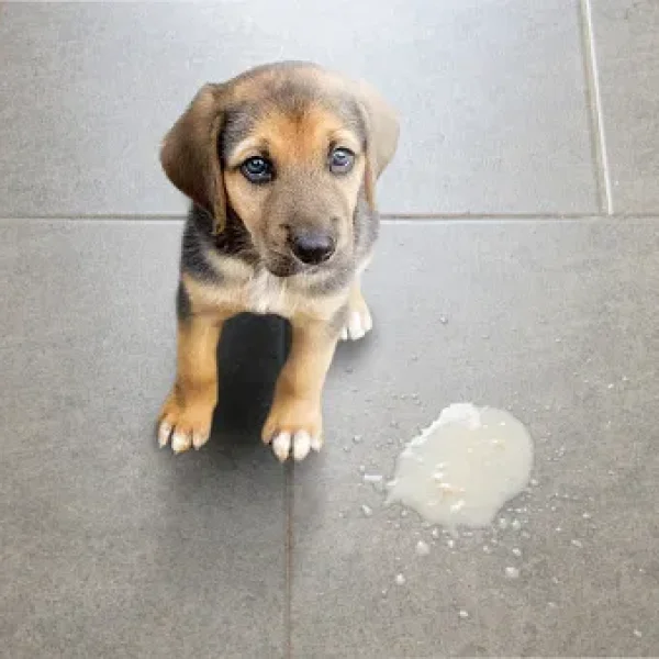 Xylitol Poisoning in Dogs