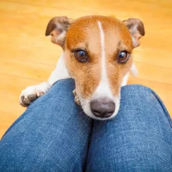 Do Dogs Recognize Facial Expressions?