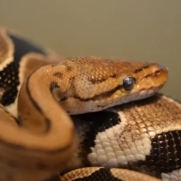 download - 2024-10-14T154655.864