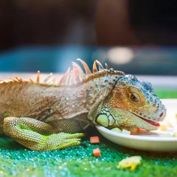 download - 2024-10-14T162048.621