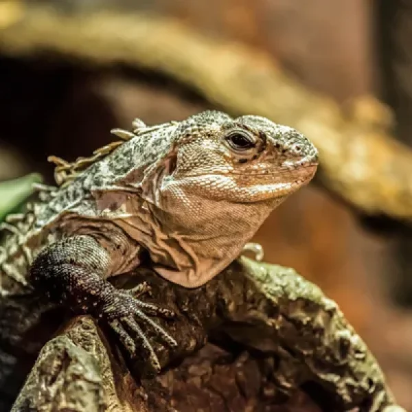 download - 2024-10-14T162148.924