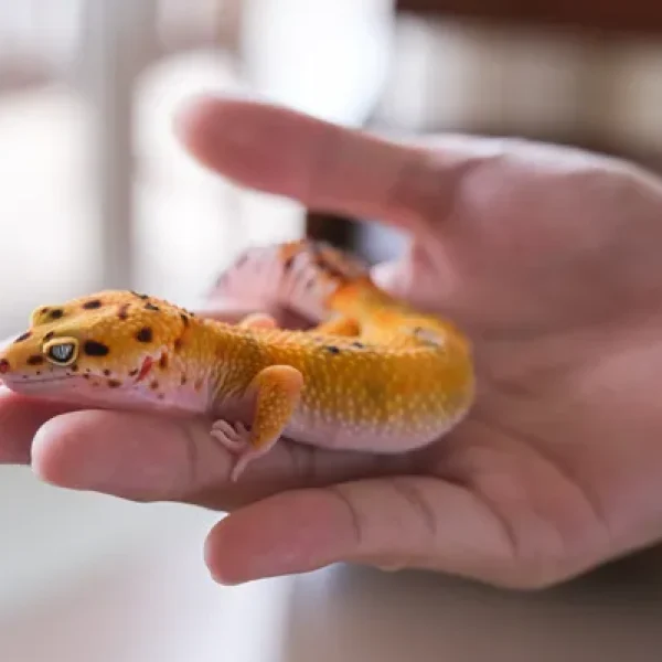 download - 2024-10-14T162415.305