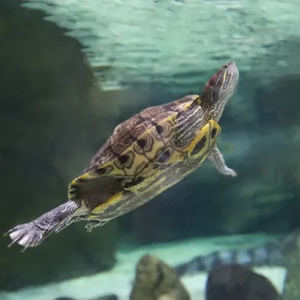 download - 2024-10-14T163651.116