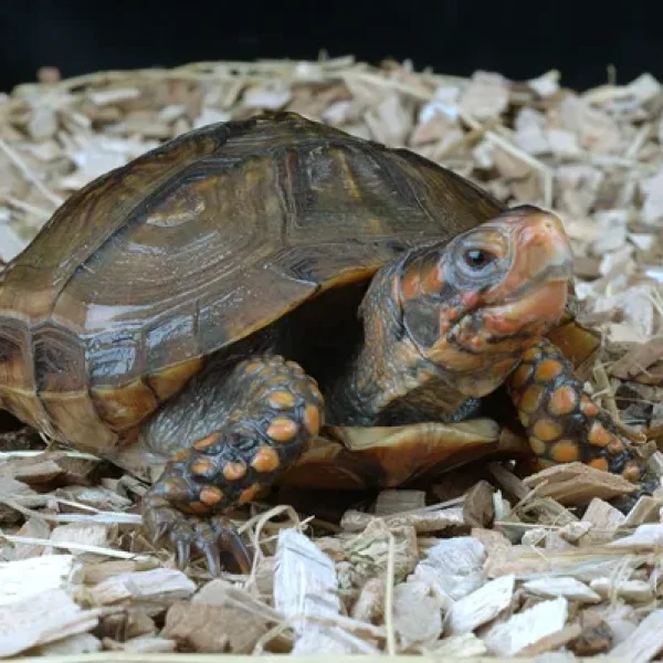 download - 2024-10-15T143656.601