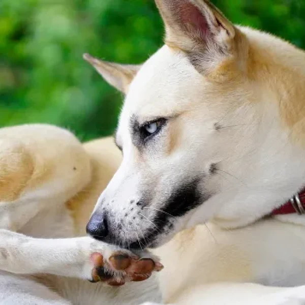 download - 2024-10-15T144347.734