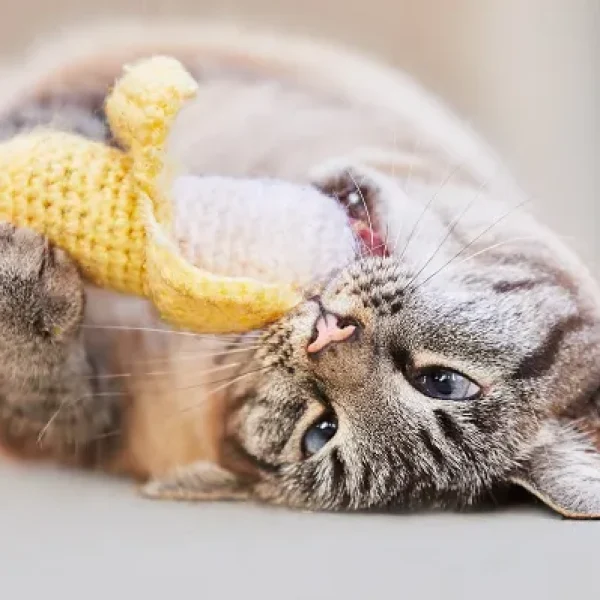 download - 2024-10-15T145054.423