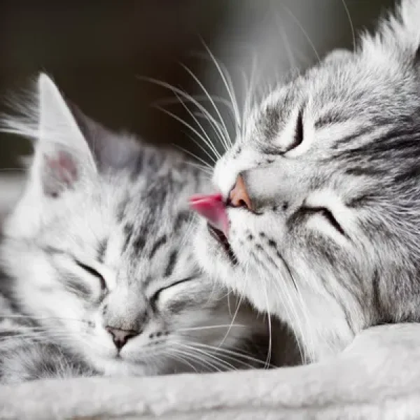 download - 2024-10-15T145353.932