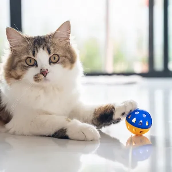 download - 2024-10-15T151009.286