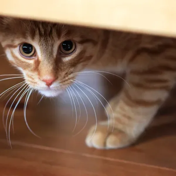 download - 2024-10-15T151103.063