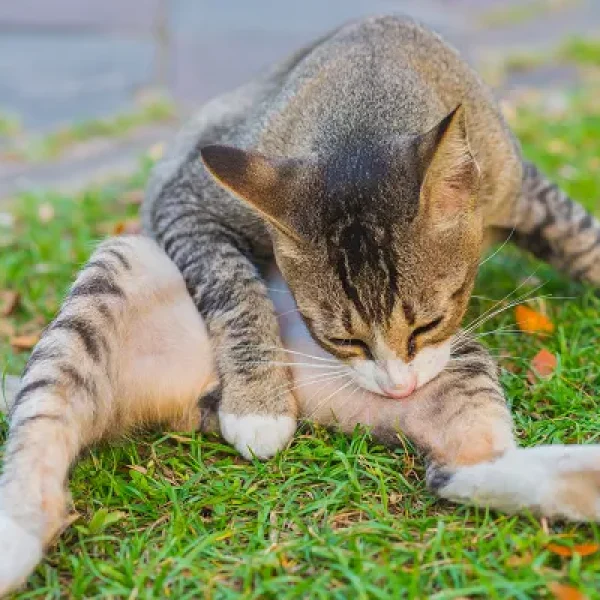 download - 2024-10-15T151455.095