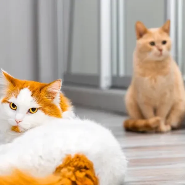 download - 2024-10-15T152317.933