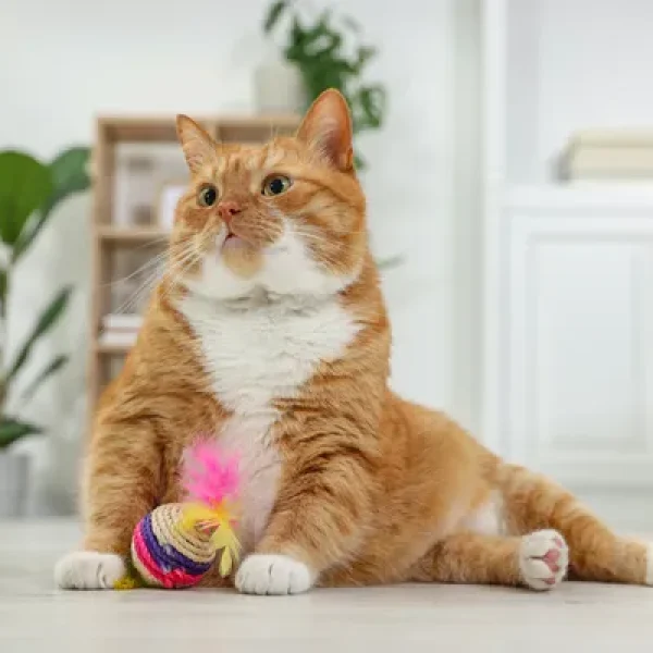 download - 2024-10-15T152728.513