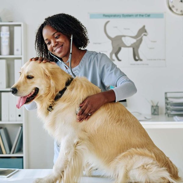 woman-examining-dog-with-stethoscope-RXTCHY7-1024x1024